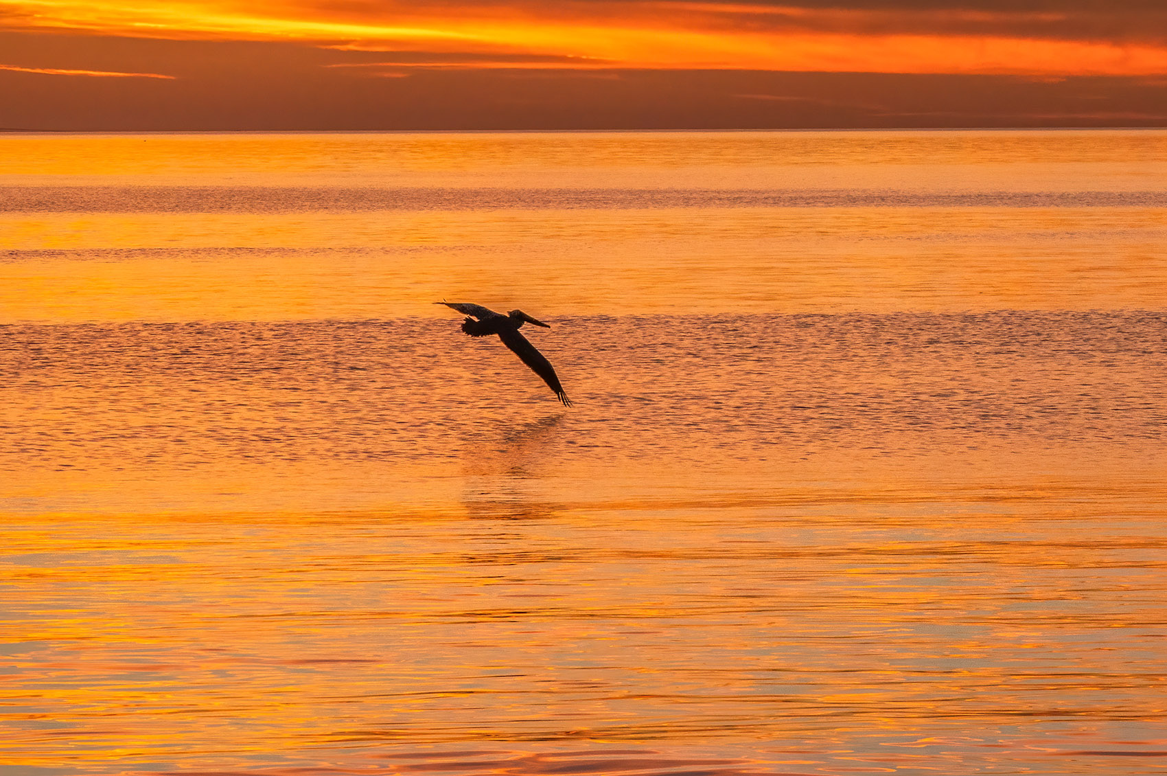 silhouette of pelican flying at sunset over water