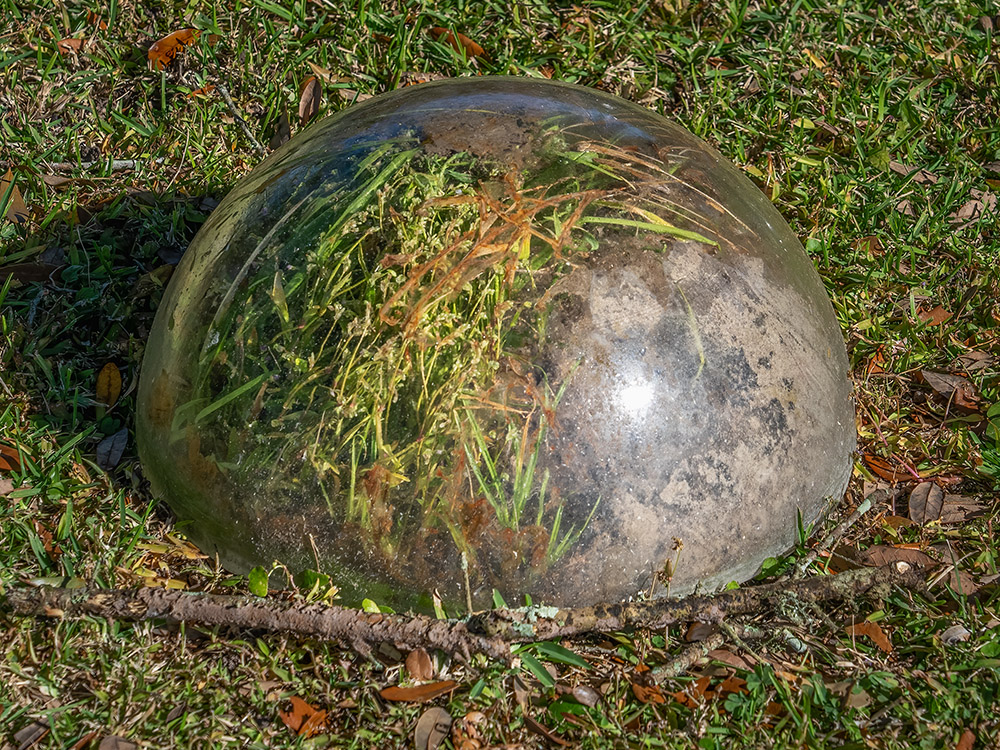 plants growing inside a glass bubble on the ground