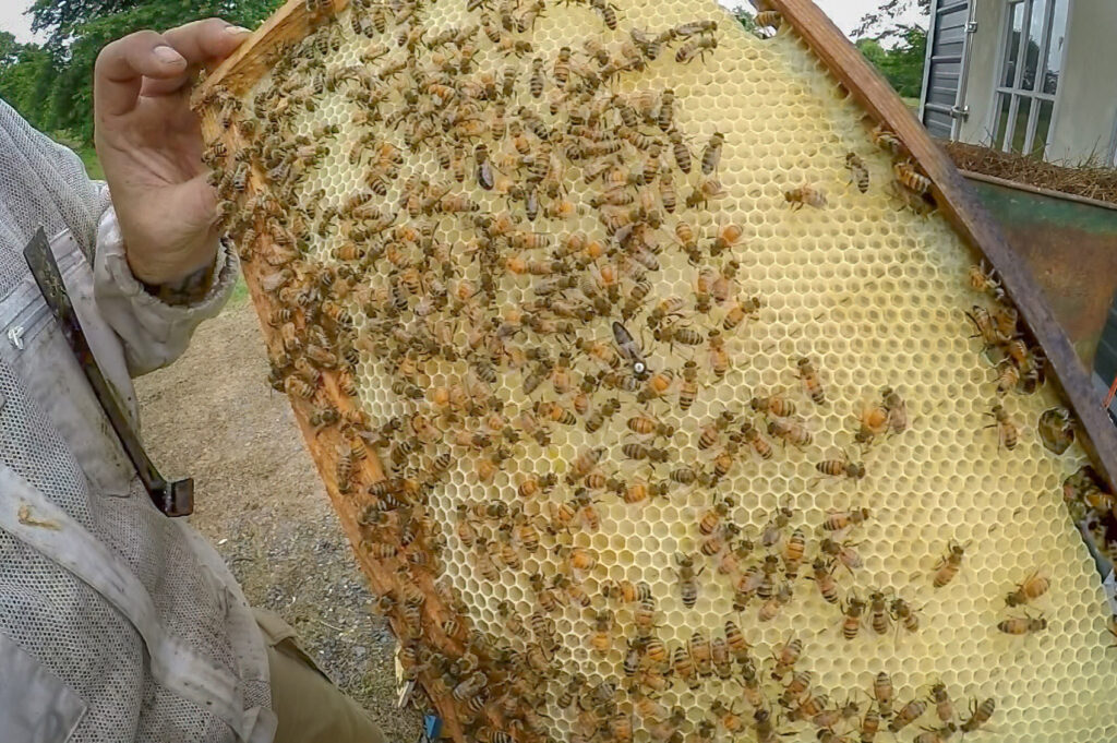 honey bees on louisiana farm producing honey
