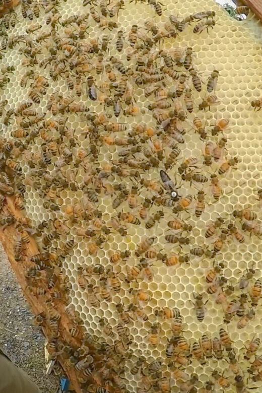honey bees on louisiana farm producing honey