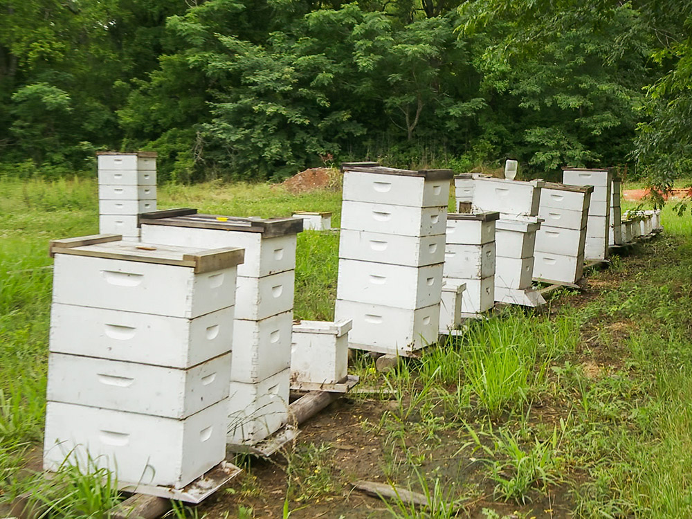 white boxes for bee hives on louisiana farm