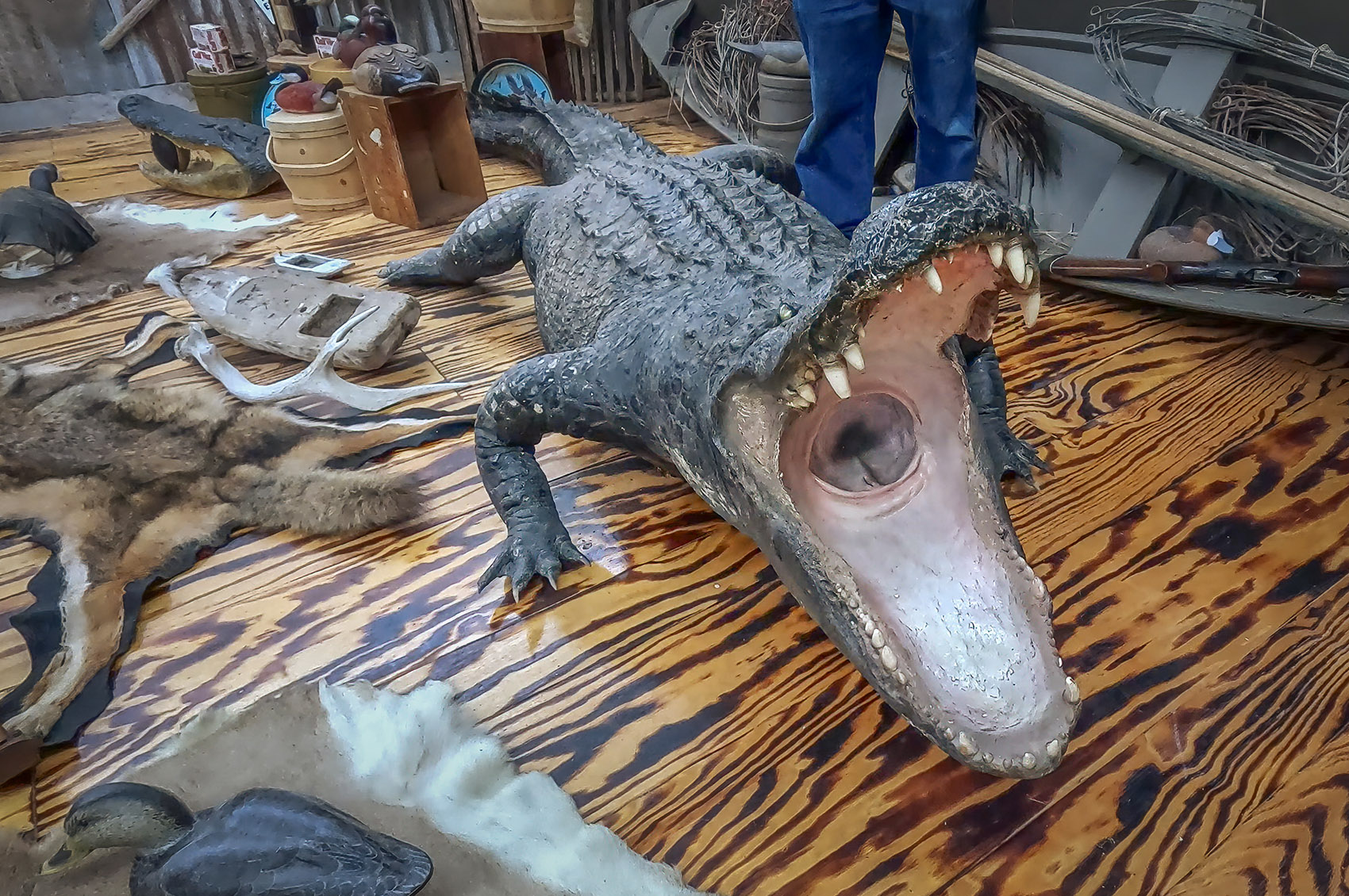giant preserved alligator surrounded by Cajun collection of hunting artifacts