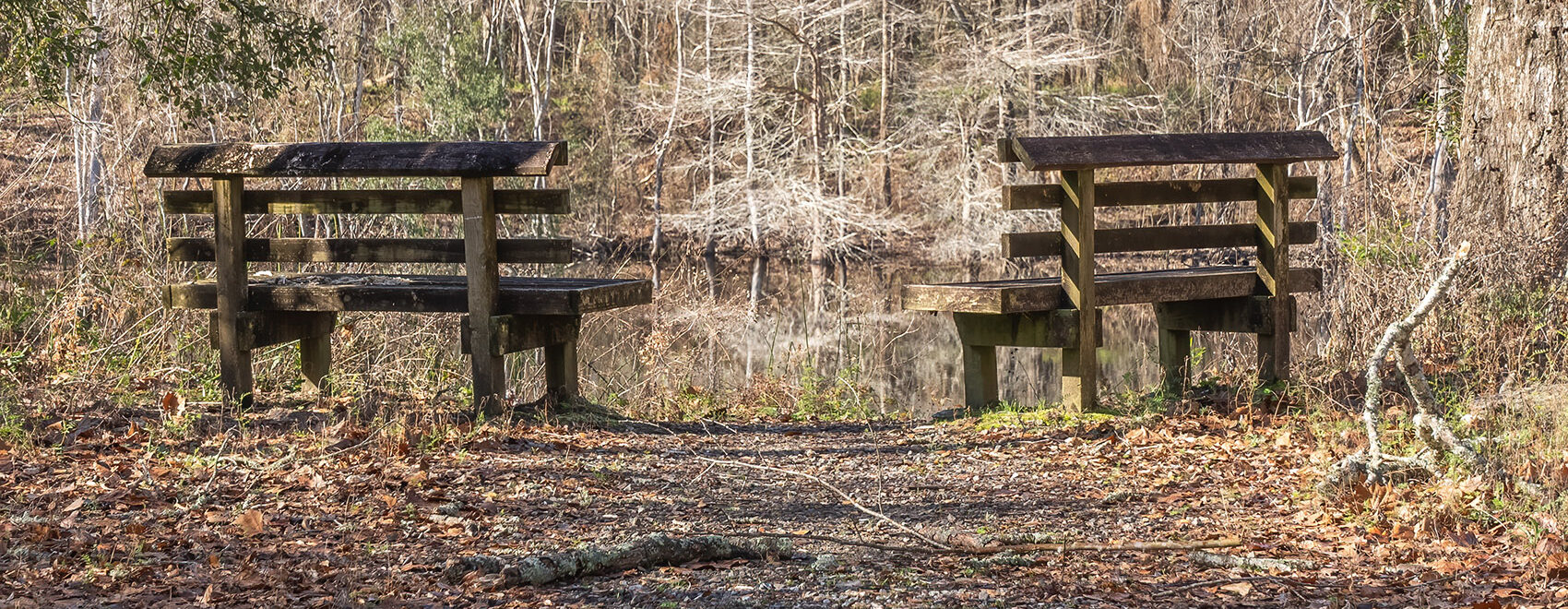 two wooden benches overlook bayou in forest in winter