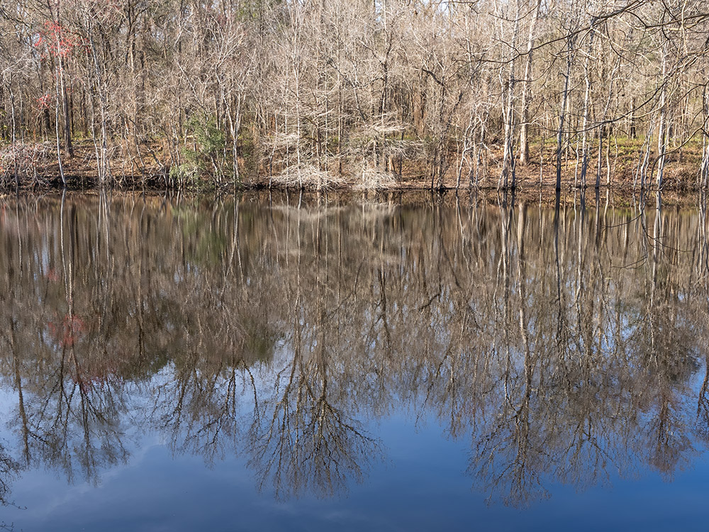 reflection of trees and blue sky in still bayou water in Sherburne WMA