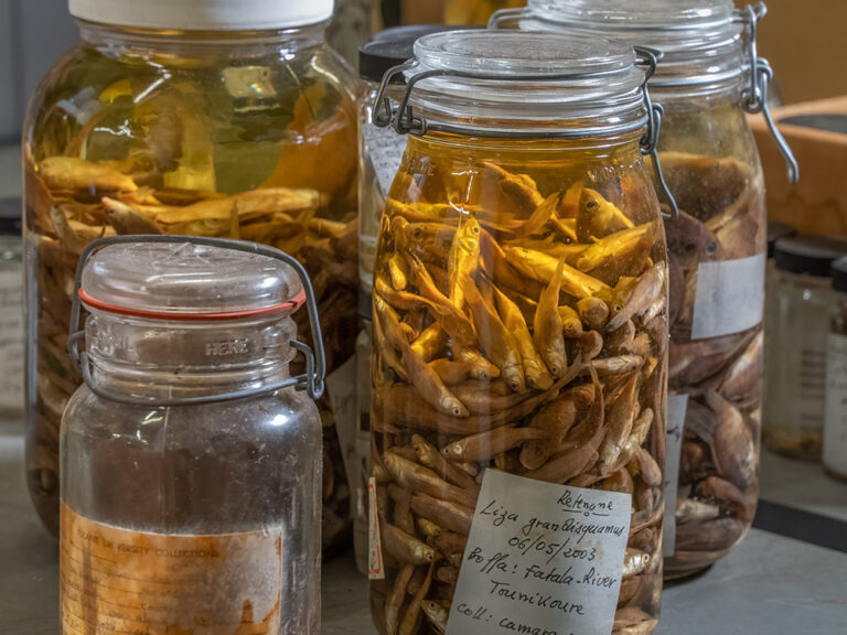 Tulane's Largest Fish Collection | The Heart of Louisiana