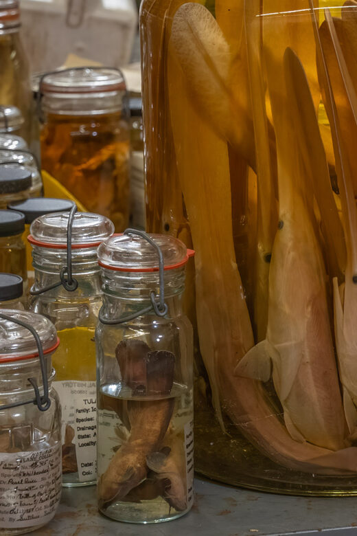 fish specimines in a jar at Tulane's collection