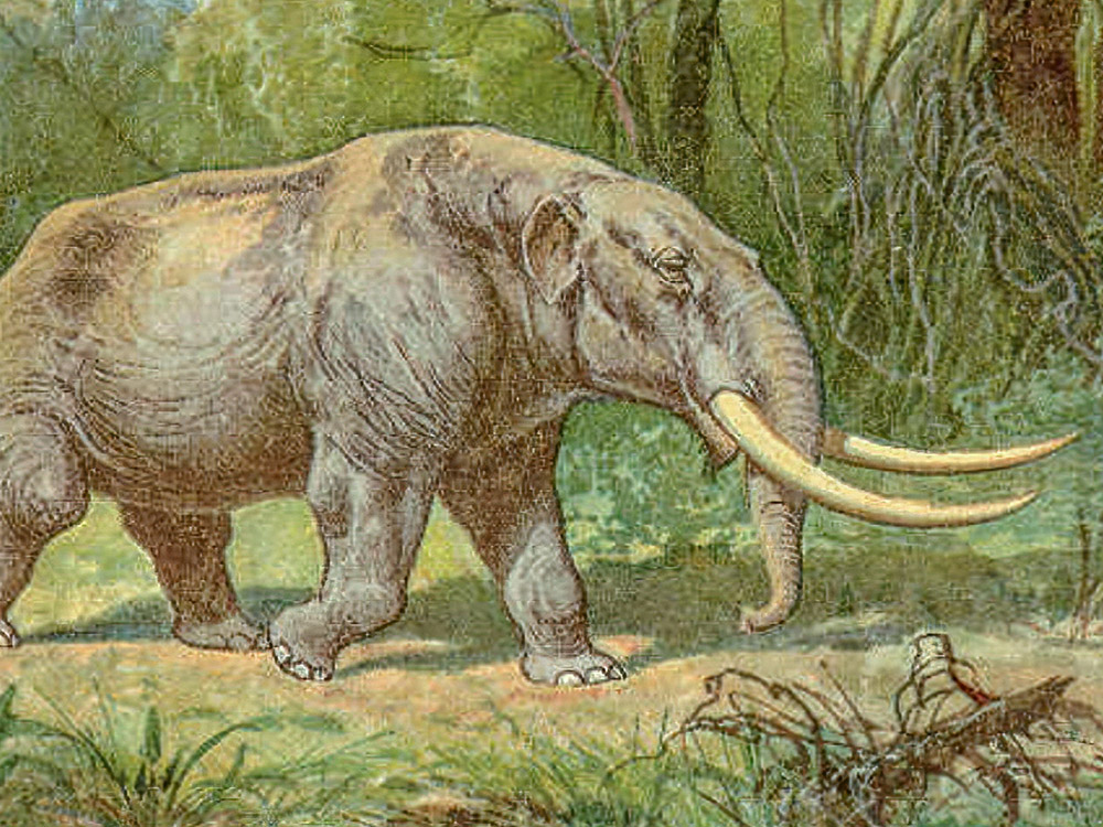 color drawing of mastadon in a forest