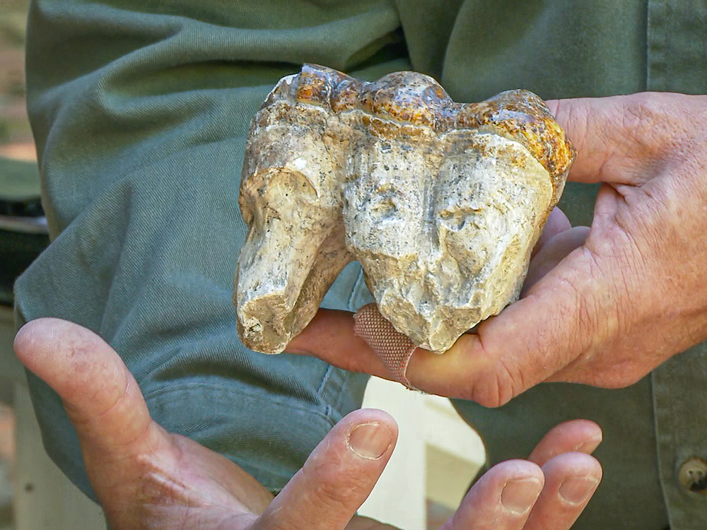 man's hand holding large tooth from mastodon