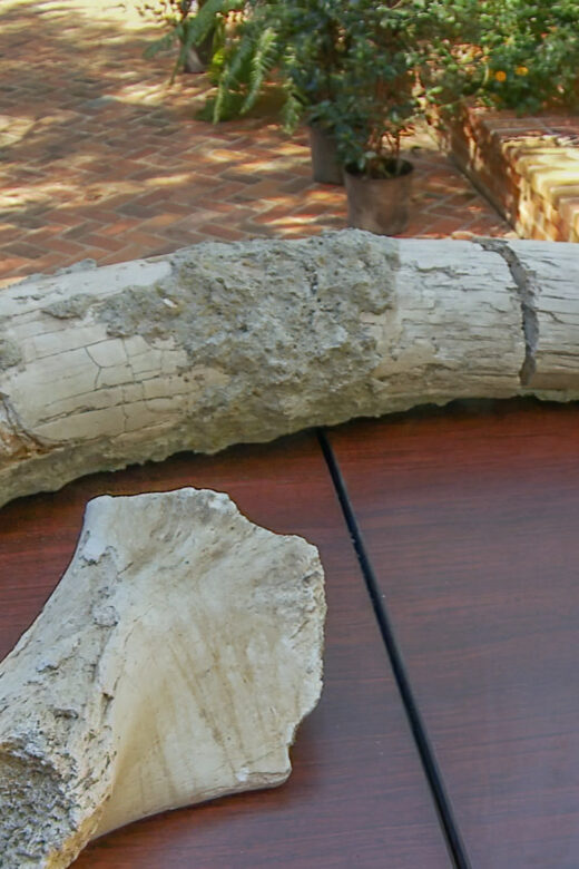mastadon tusk and other bones displayed on table