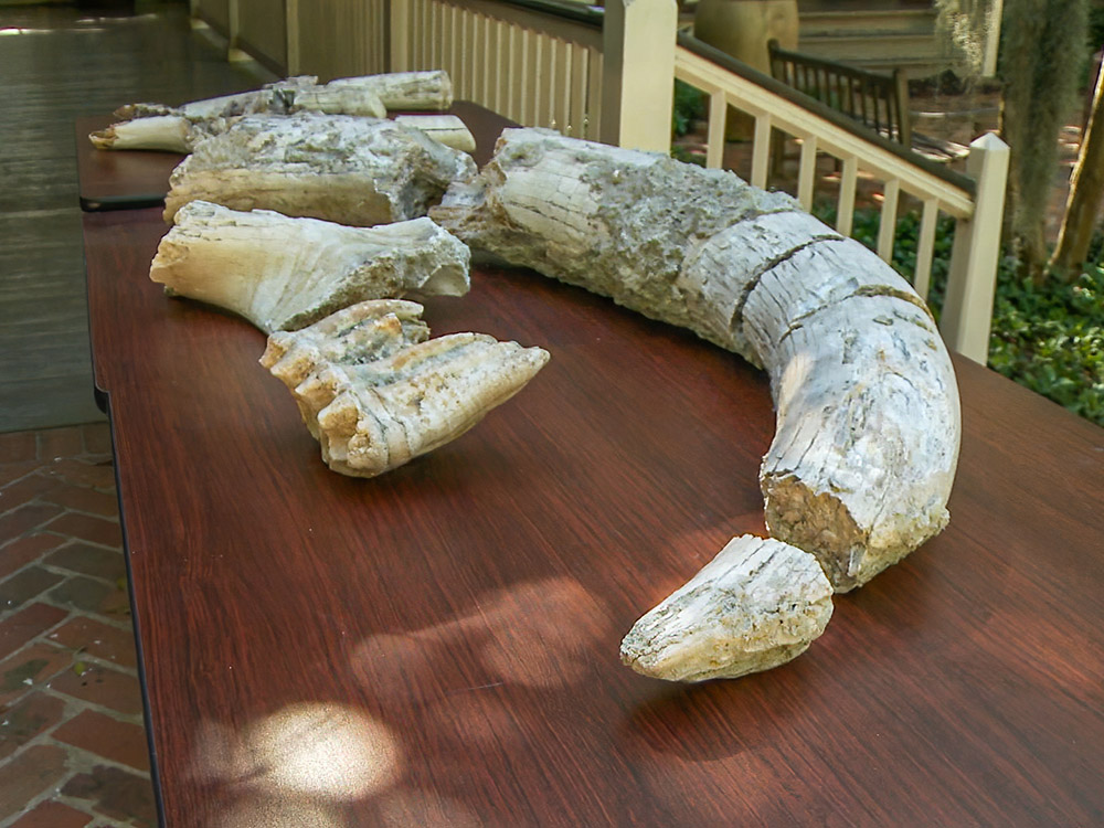 mastodon tusk and other bones on table