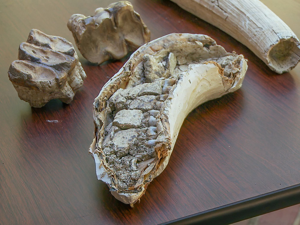 skull and teeth from tapir displayed on wood table