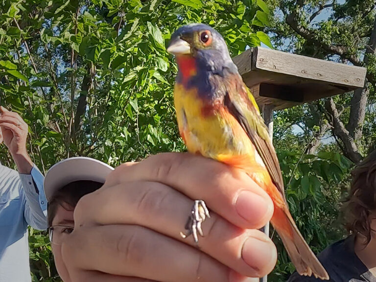 migratory birds at Louisiana's Grand Isle The Heart of Louisiana