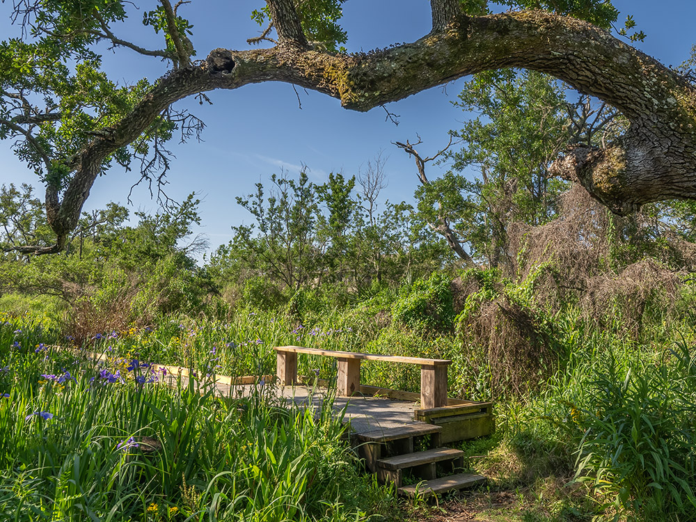 boardwalk and wooden bench under large oak tree branch in field of blooming iris