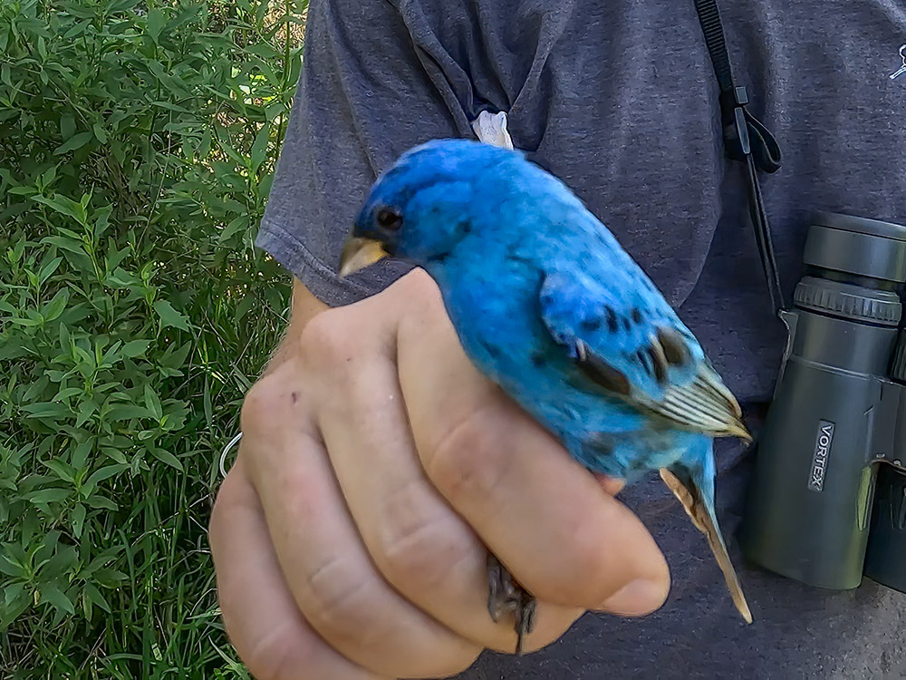 blue colored indigo bunting held by hand