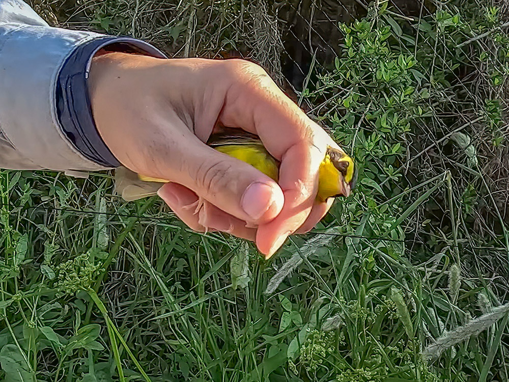 yellow and brown colored Kentucky warbler held in hand
