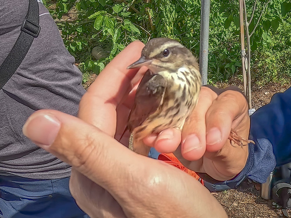 brown and white spotted Louisiana water thrush held in hand