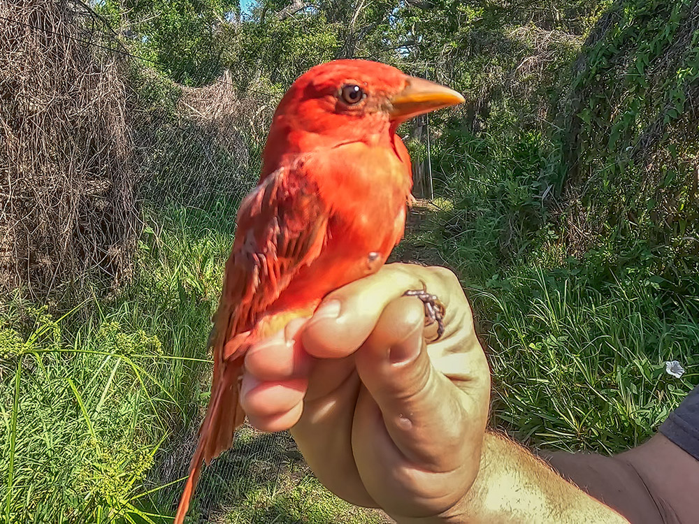 orange colored summer tanager bird held in hand