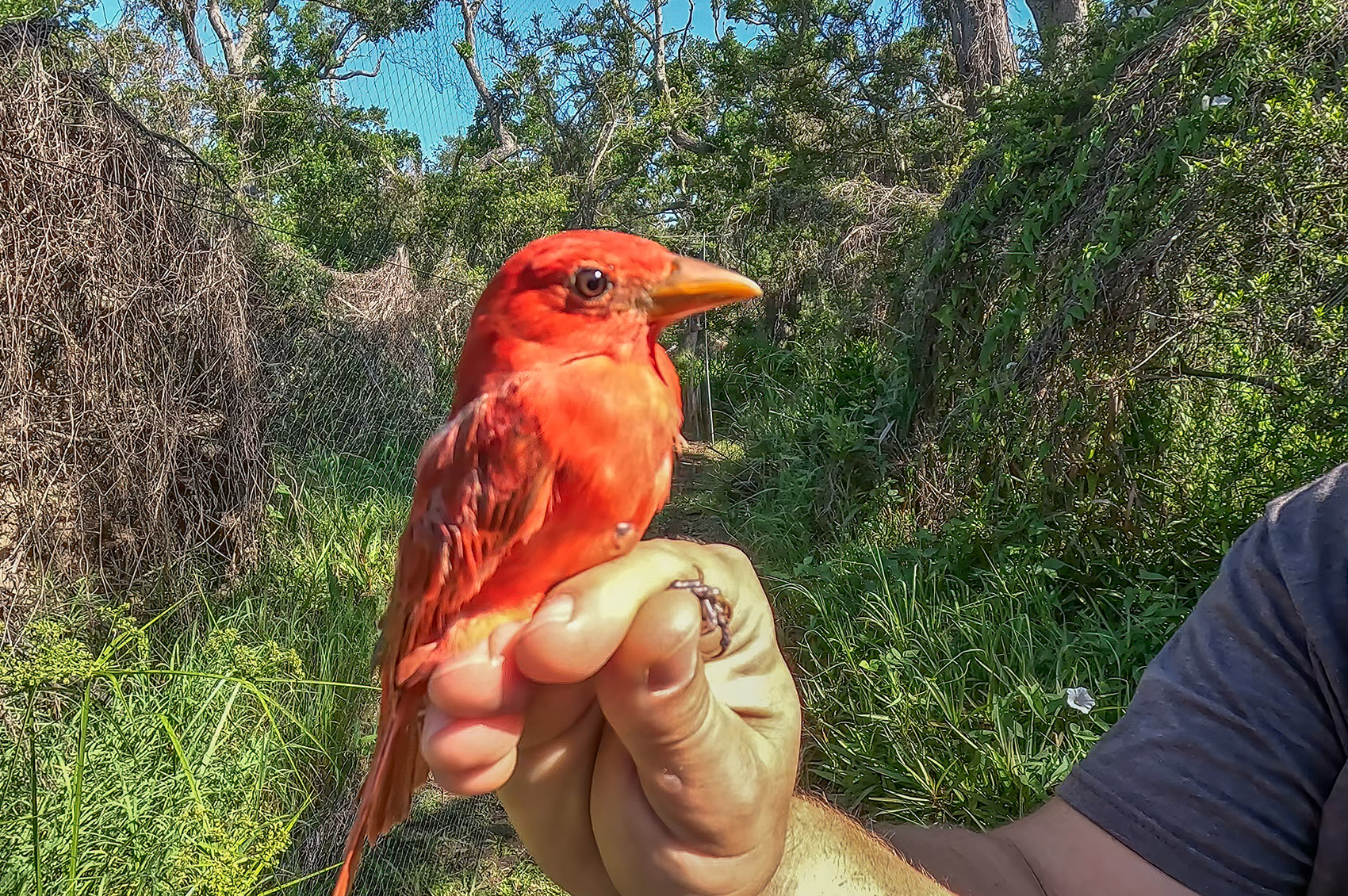 bright orange colored bird being held in hand