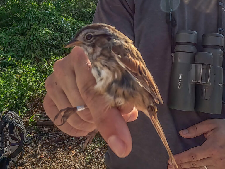 migratory birds at Louisiana's Grand Isle The Heart of Louisiana