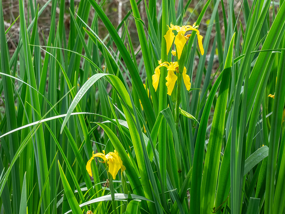 yellow iris in bloom