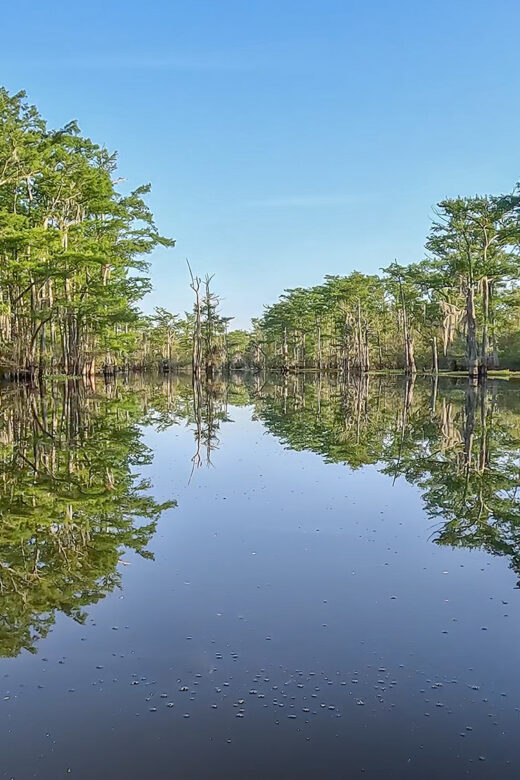 cypress trees reflecting in still water of Atchafalaya Swamp