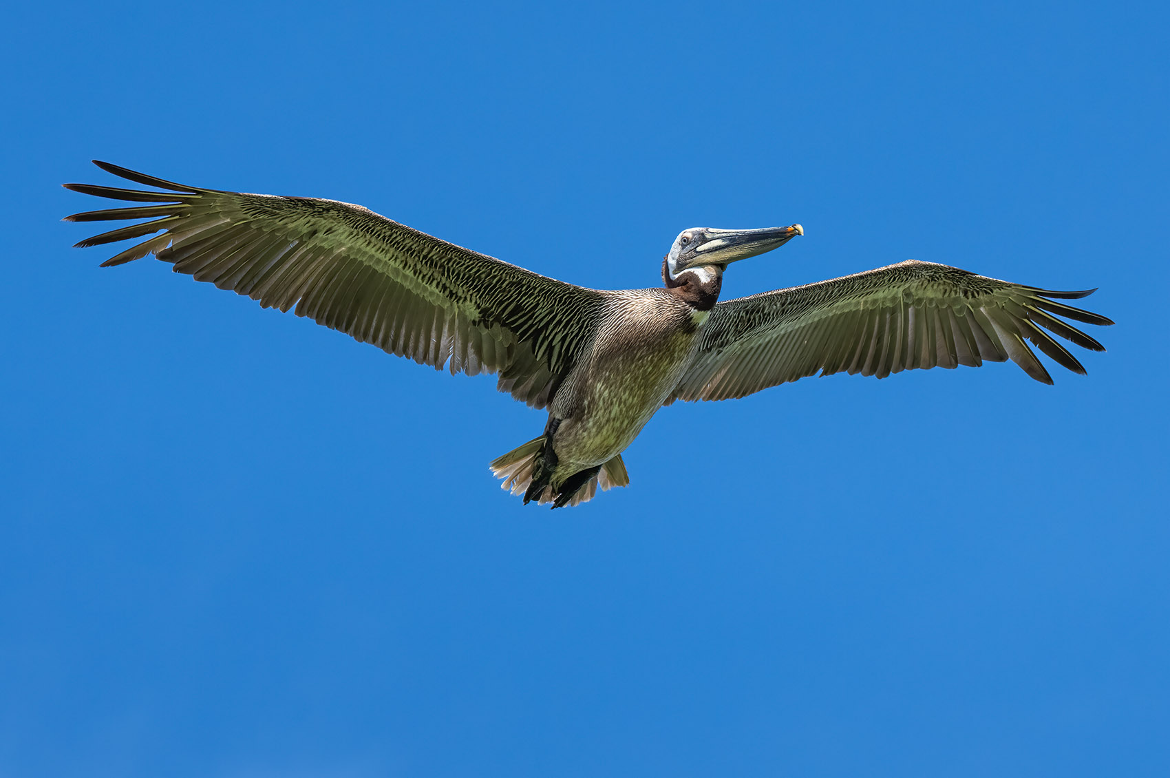 mature brown pelican flies overhead