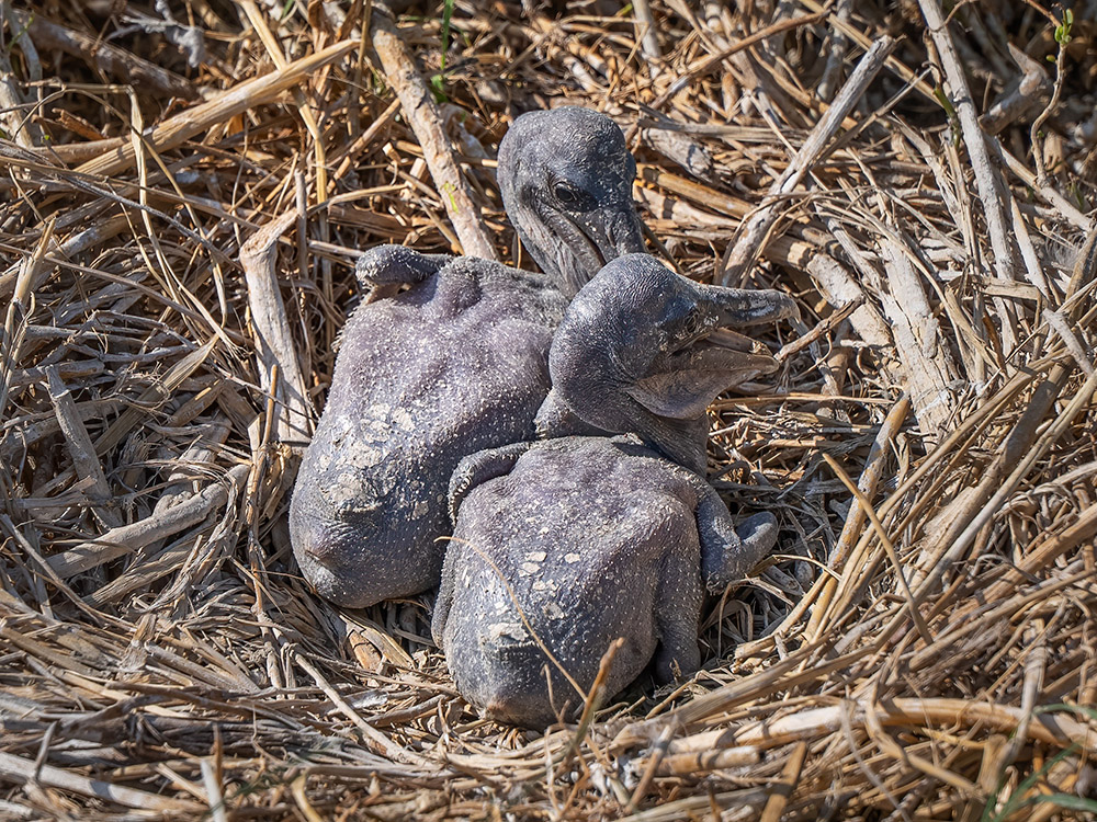 newly hatched brown pelican chicks with no fethers