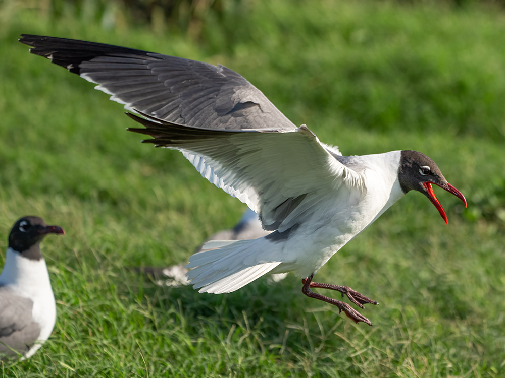 laughing gull landing on the ground