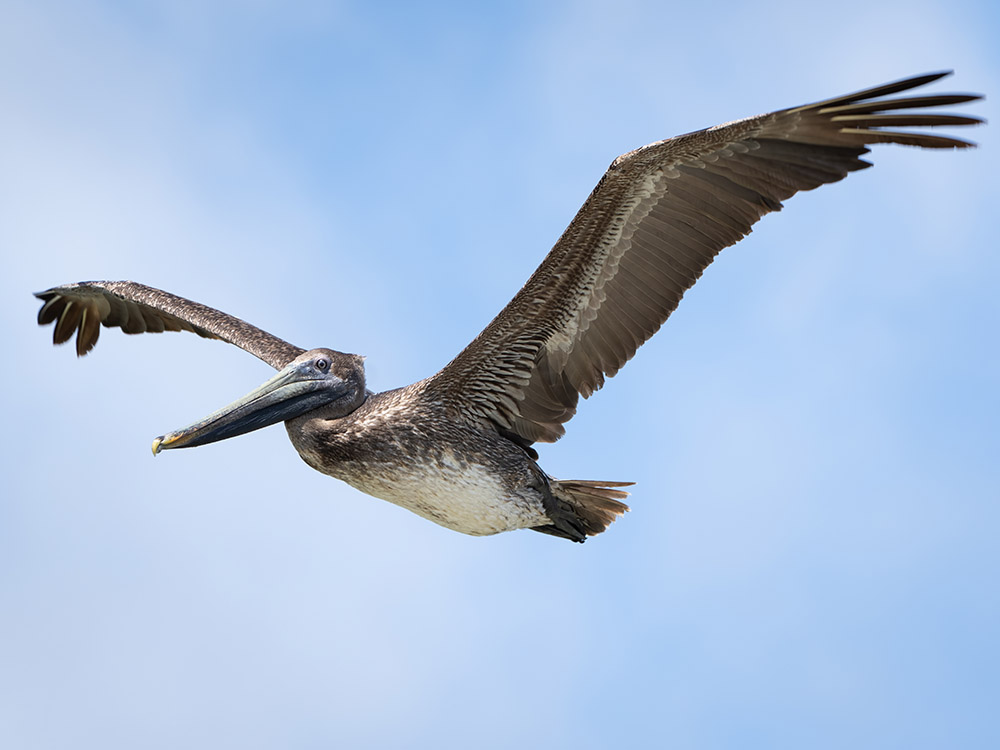 brown pelicans flies overhead