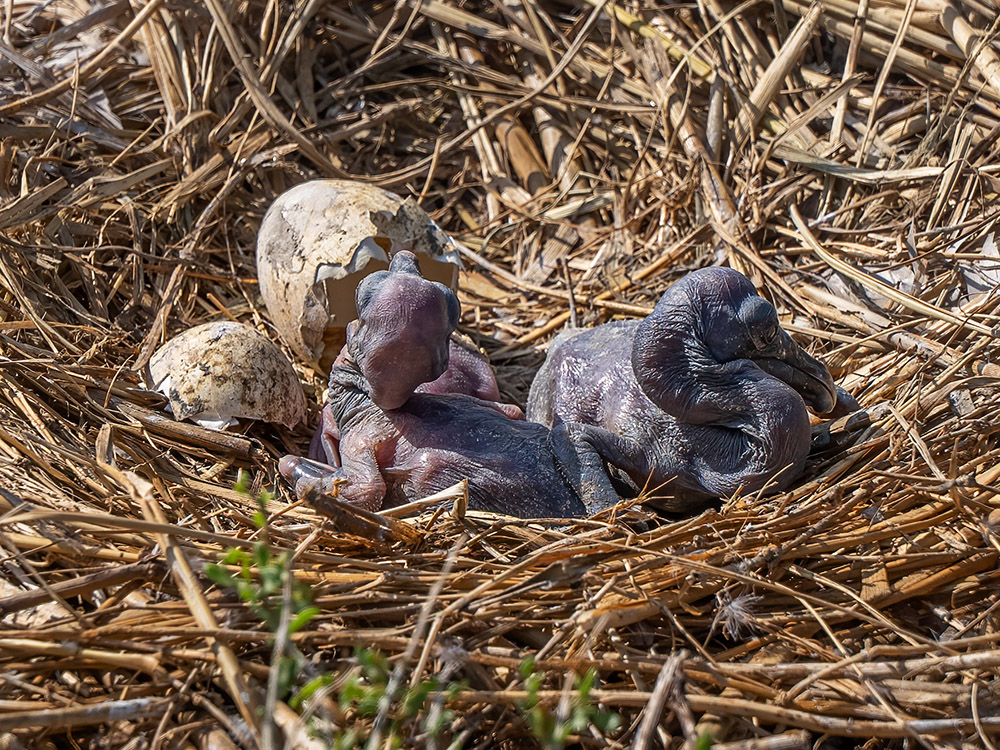newly hatched brown pelican chick and cracked open egg in nest