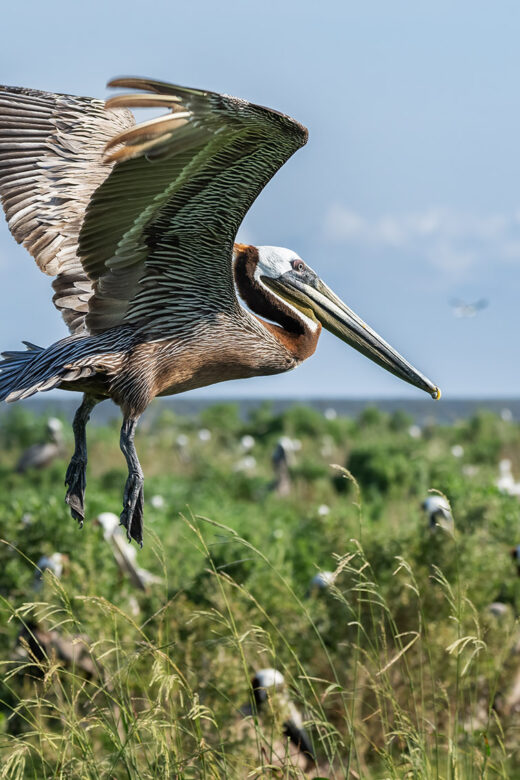 brown pelican landing in midst of many nesting pelicans on queen bess island