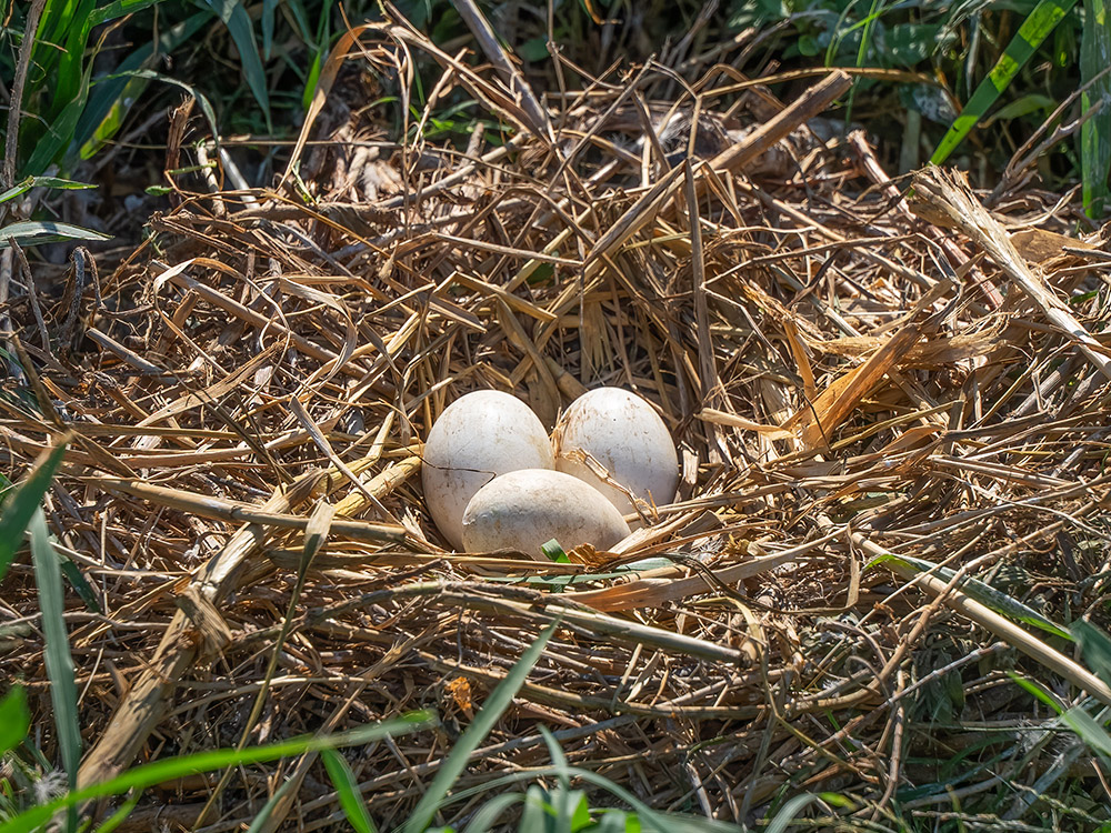 3 white pelican negs in straw nest