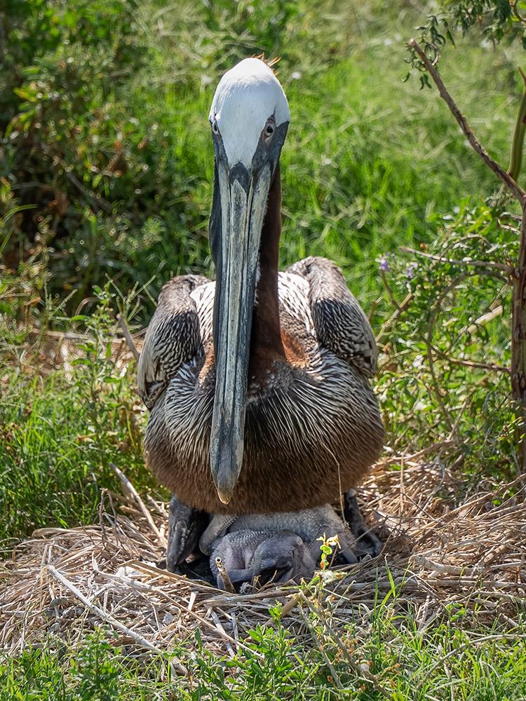 adult brown pelican shields young chicks from sun on Queen Bess Island