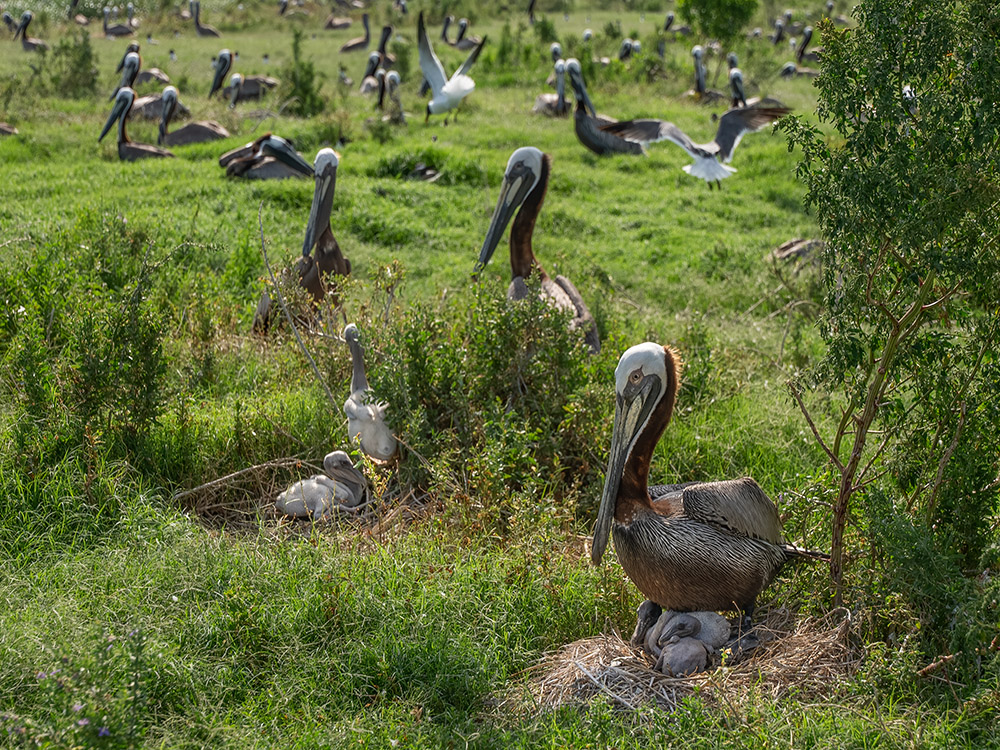 brown pelicans nesting in ground vegetation on Queen Bess Island