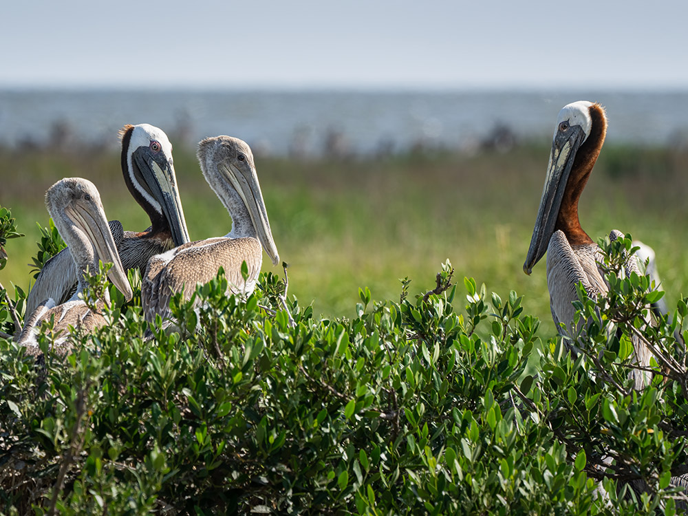 pelicans with young birds on shrub nest on Queen Bess Island