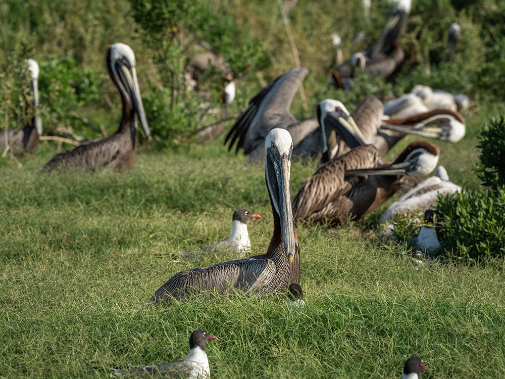 many brown pelicans nesting on the ground in vegetation