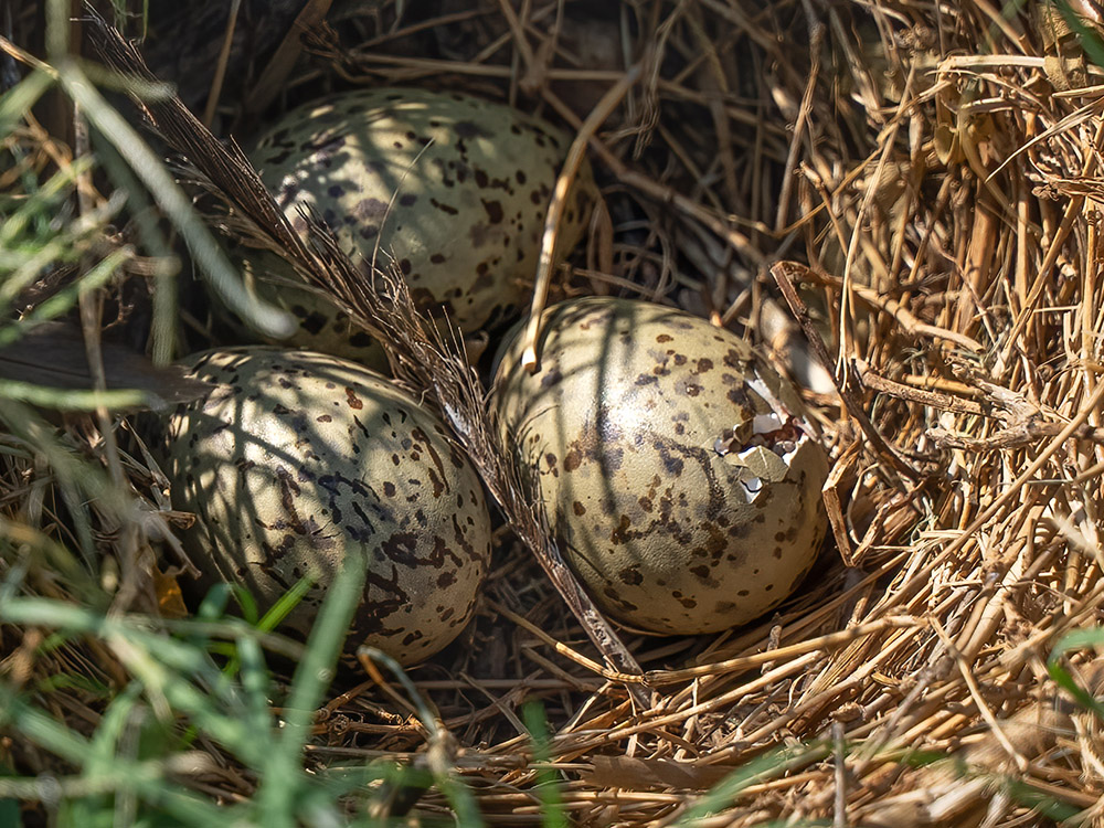 green and brown eggs in nest beginning to hatch