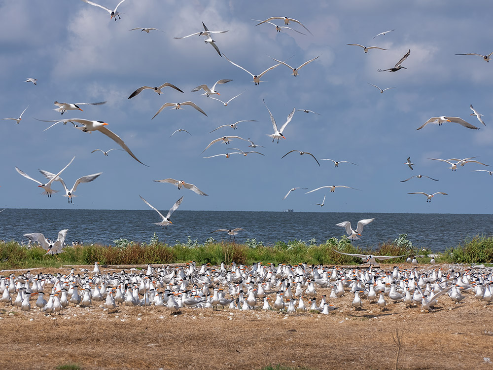 white seabirds on sandy ground and flying overhead