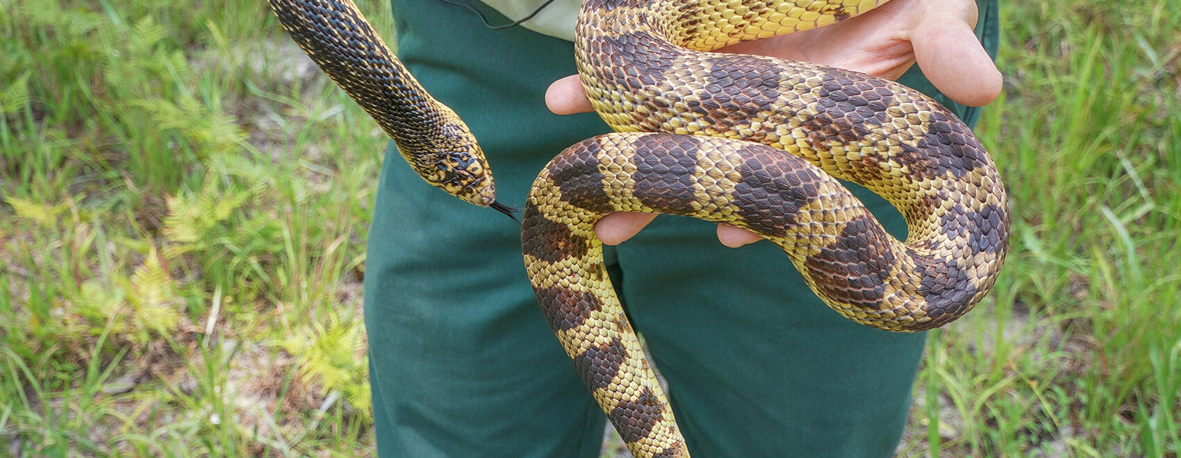 brown and tan striped Louisiana pine snake held by man wearing green pants