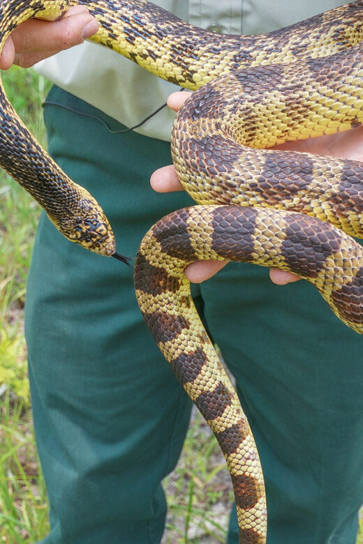 brown and tan striped Louisiana pine snake held by man wearing green pants