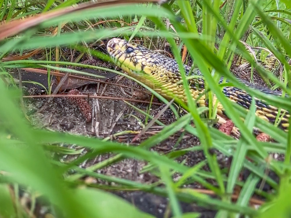 head of a tan and brown pine snake on the ground with green grass