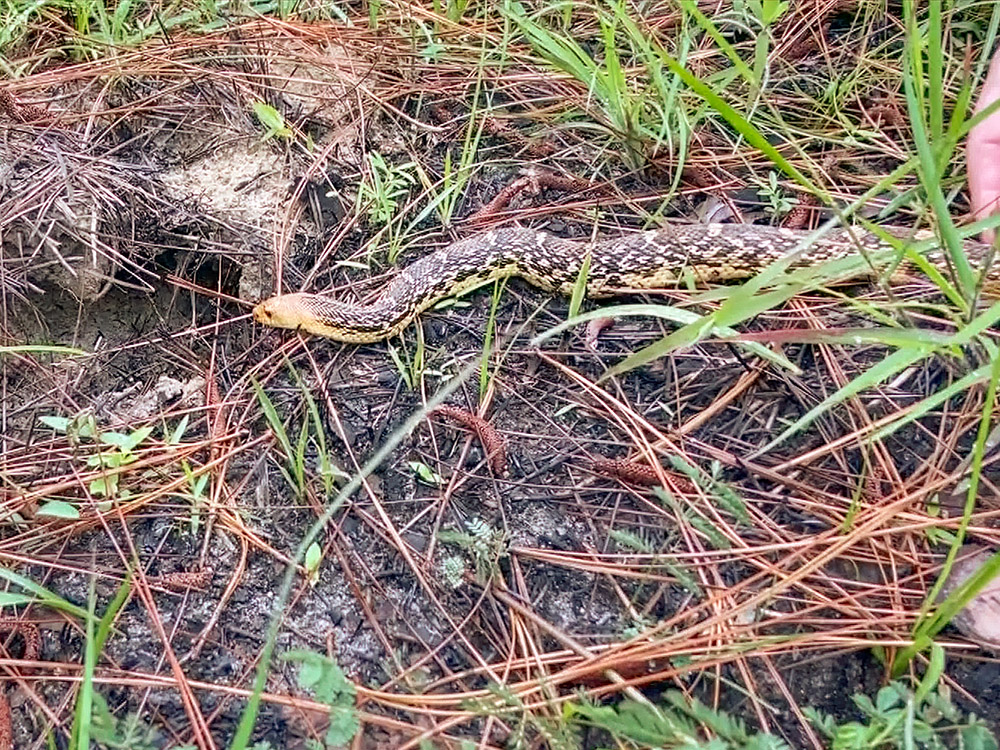 pine snake on the ground going toward gopher hole in ground
