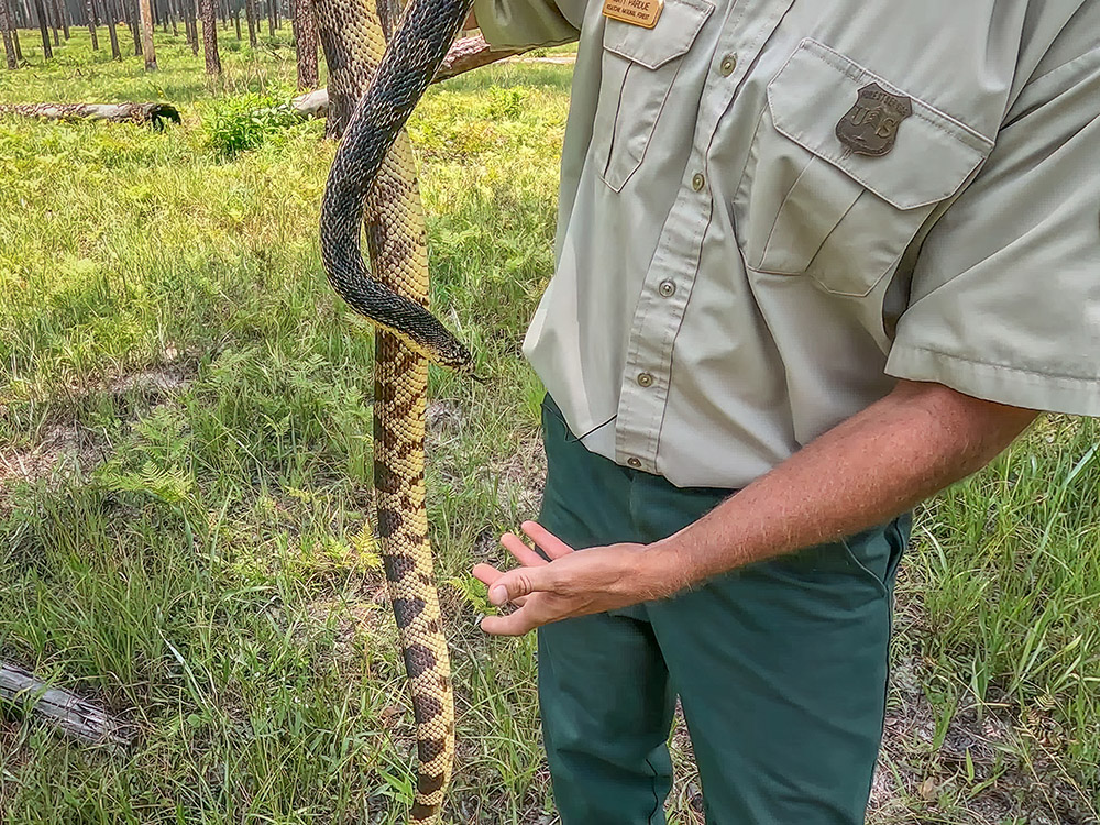 forest ranger in green uniform holes long pine snake