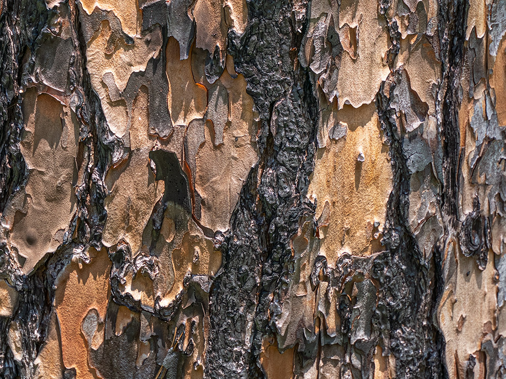 charred bark of longleaf pine tree
