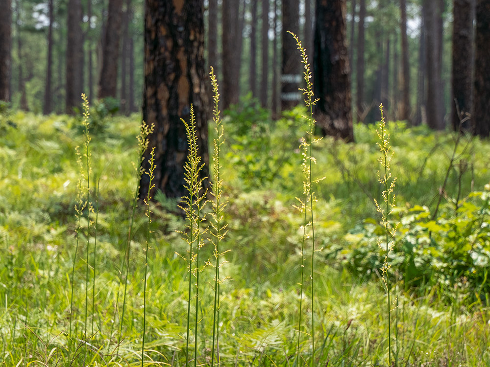 grasses cover the ground in pine forest