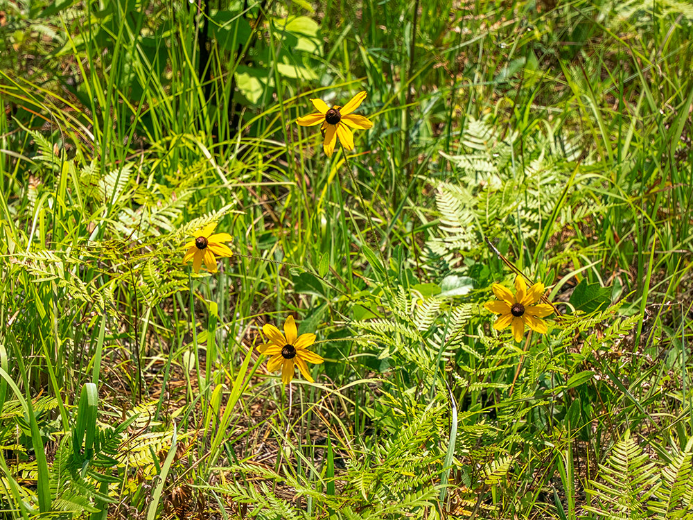 yellow wildflowers in the grass