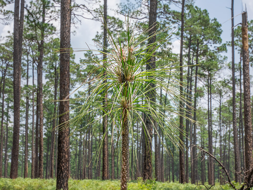 the long needles of a young longleaf pine tree