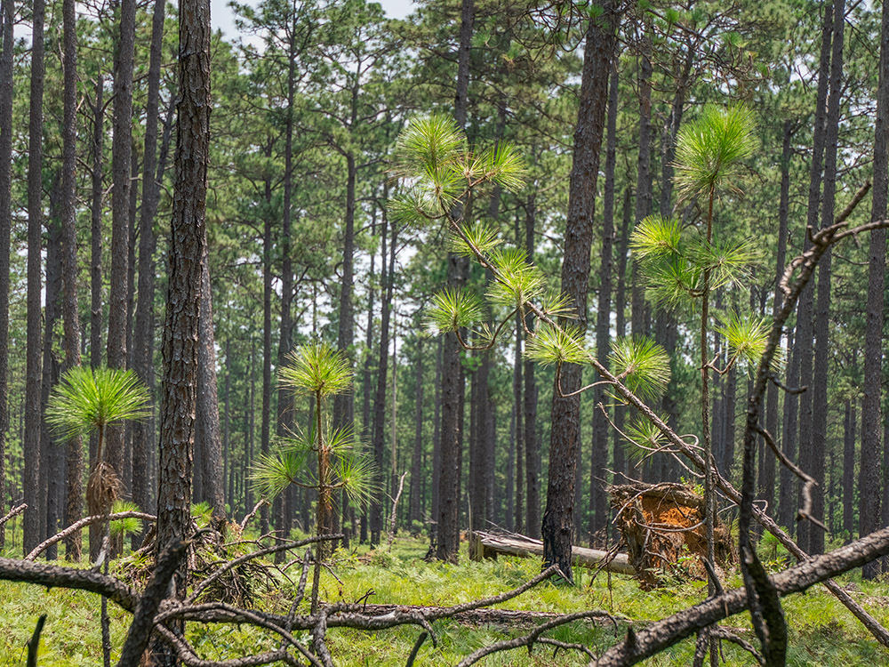 young longleaf pine trees growing in forest