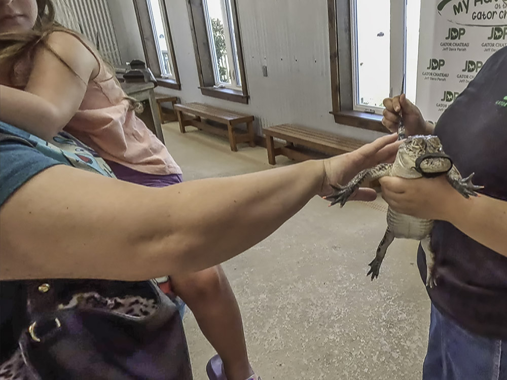woman's hand petting small alligator with mouth taped shut