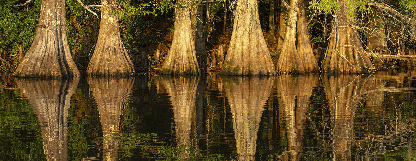 cypress trees reflected in still water of lake